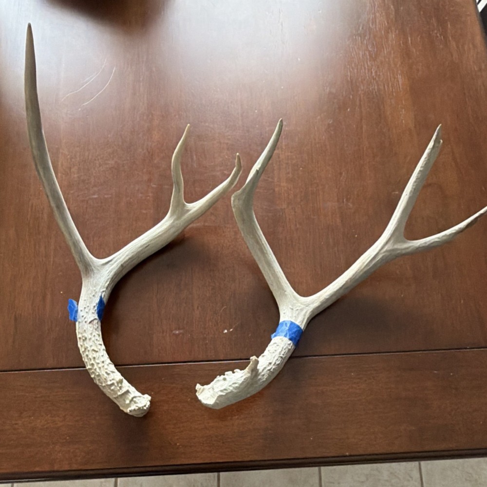 Deer Antler Pair Taxidermy