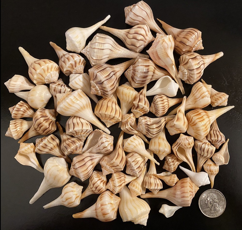 30 Small Lightning Whelks From Sanibel