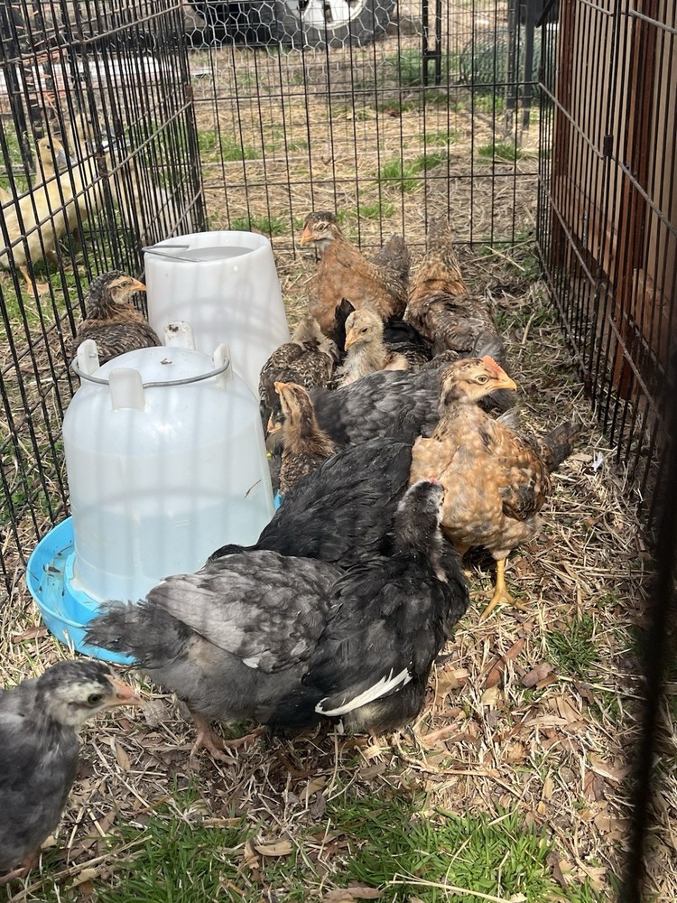 Mixed Hens Choice 12 Hatching Eggs