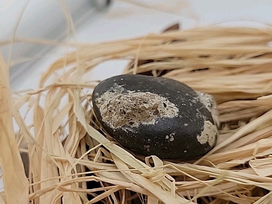 Real Permineralized Reptile Egg Fossil
