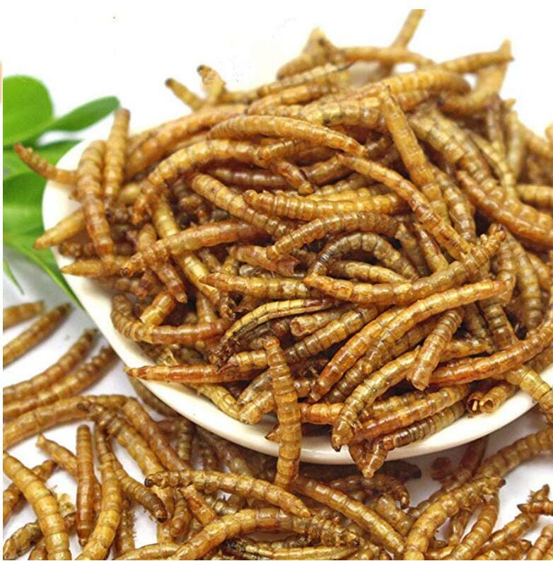 Dried Mealworms Bulk Non-GMO Organic for Wild Blue Bird Food Chickens Hen Treats