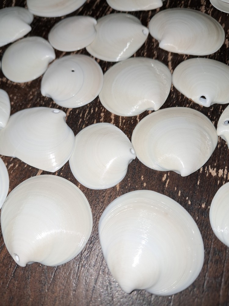 Dosinia Clam Shells, Lot Of 51