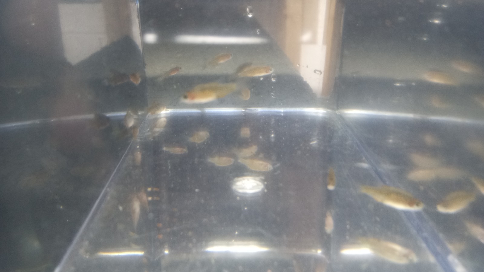 (6) Celestial Pearl Danio-Galaxy Rasbora-HIGH QUALITY- Pennsylvania bred