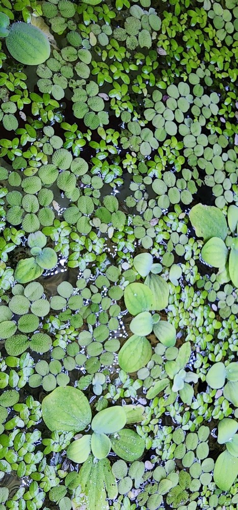 Aquarium plants