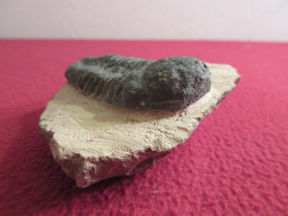 Fossil trilobite 9.2oz
