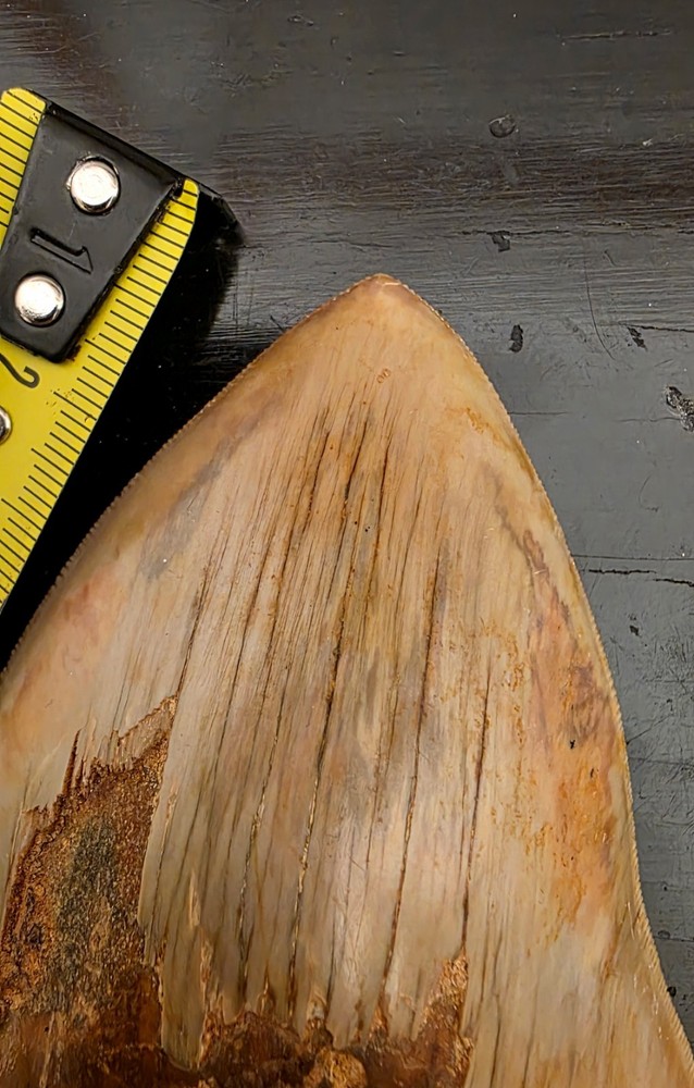 Megalodon Tooth 14.5 Centimeters