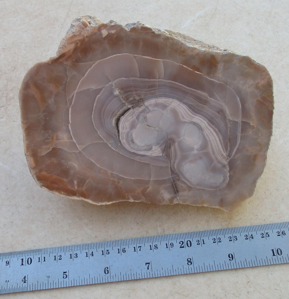 Champagne Agate Face Polished Piece for Display or Rough