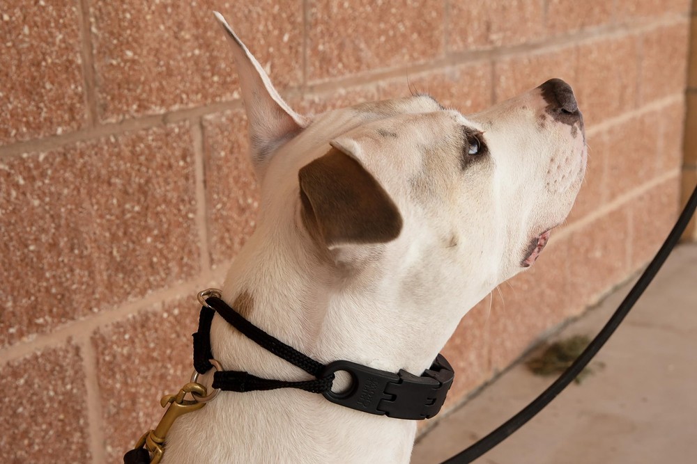 STARMARK Pro-Training Dog Collar L