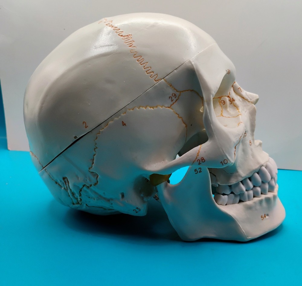 Human Skull Anatomical Model Moveable Jaw Numbered