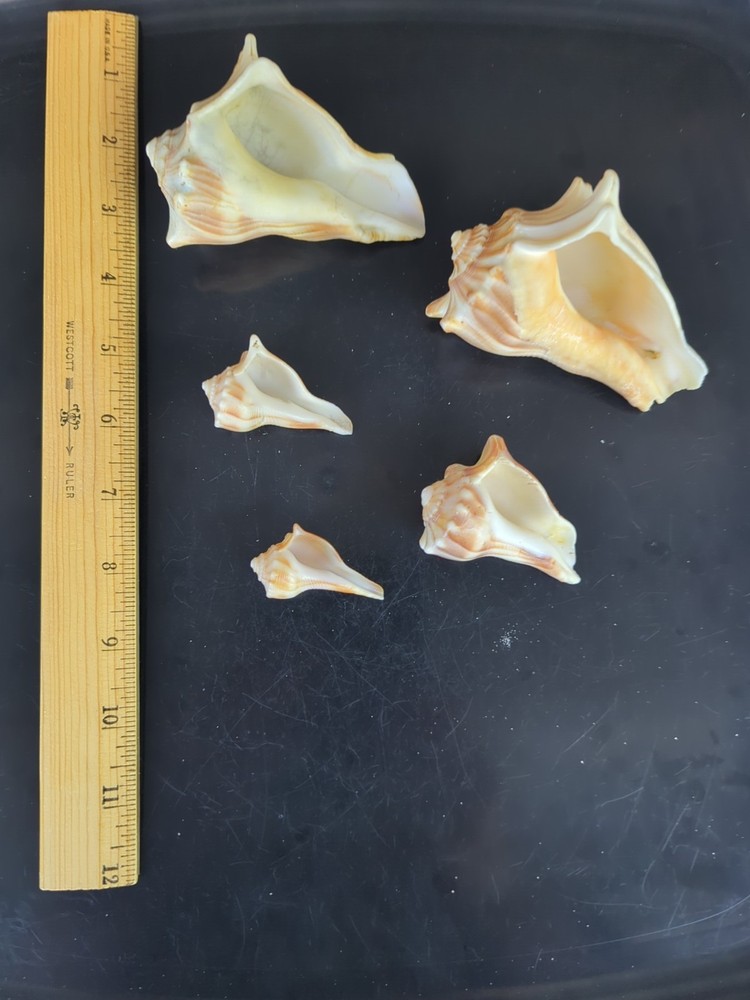 Knobby Whelk shells