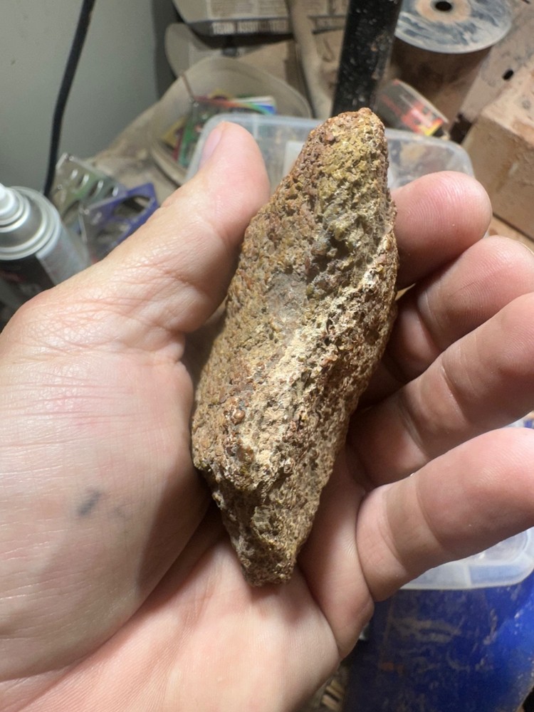 Dinosaur bone rough **hxtled end cut