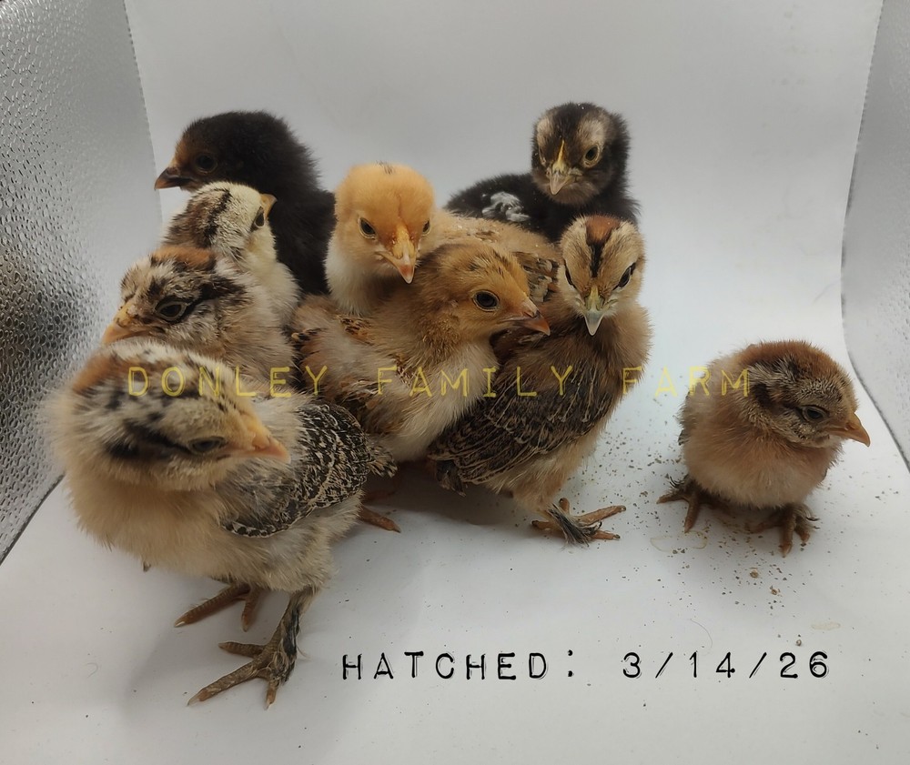 12 Bantam Assorted D'uccle & Easter Egger "Fun Pen" Hatching Eggs