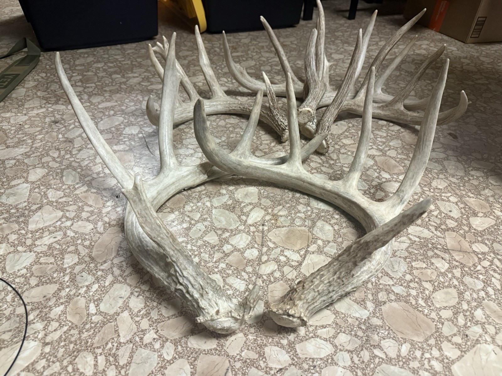 3 Whitetail Antler Shed Sets