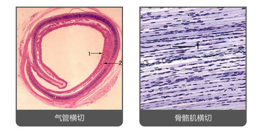 100PCS Mammal Tissue Sections Slides Prepared Specimen for Microscope Slides
