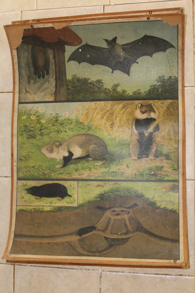 Original vintage zoological pull down school chart a bat litograph and mouse