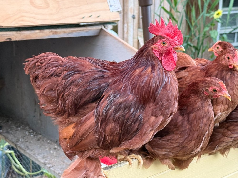 Red Cochin Bantam Hatching eggs, Fertile eggs, chicken hatching eggs