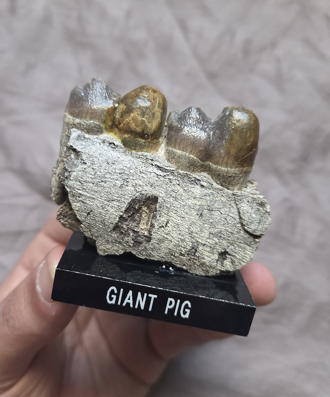 Rare Giant Hell Pig Archeotherium Fossil Jaw W Teeth Eocene Mammal South Dakota