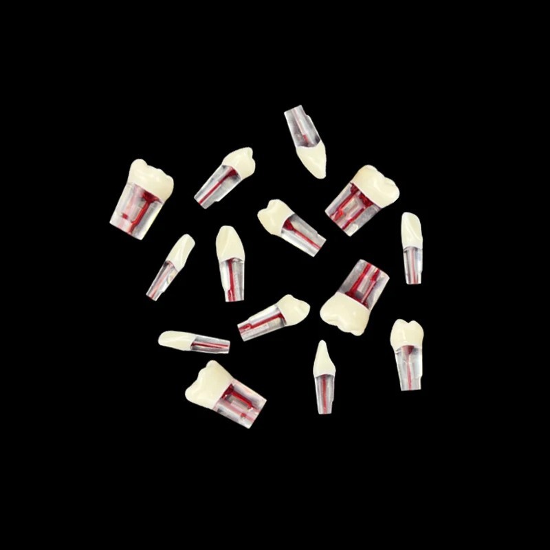 Modelo Acrilico Endodoncia Advanced Root Canal Model Teeth For Rct Practice