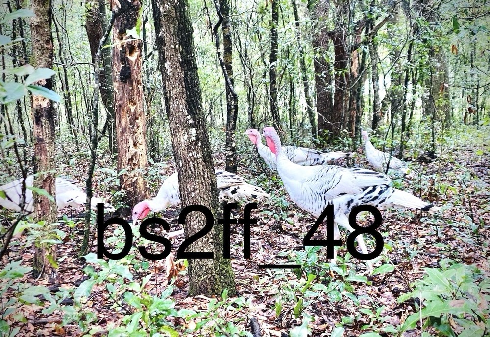 12 Royal Palm Turkey Hatching Eggs