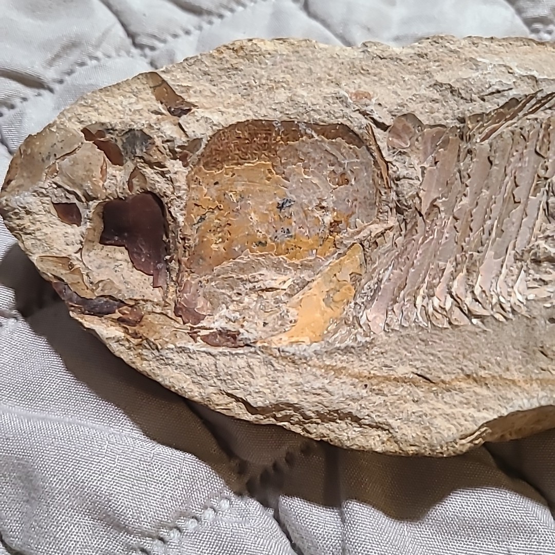 Rare living fish fossil specimen, the scale texture is clearly visible