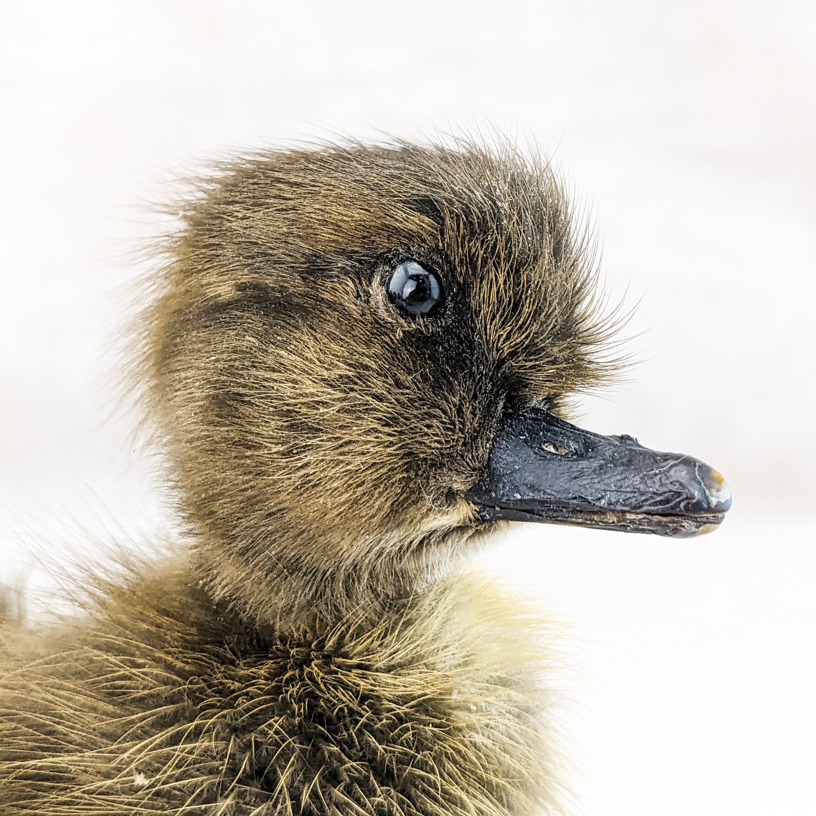 Domestic Duck (NATURAL DEATH) on wood standing Baby Duck taxidermy oddities