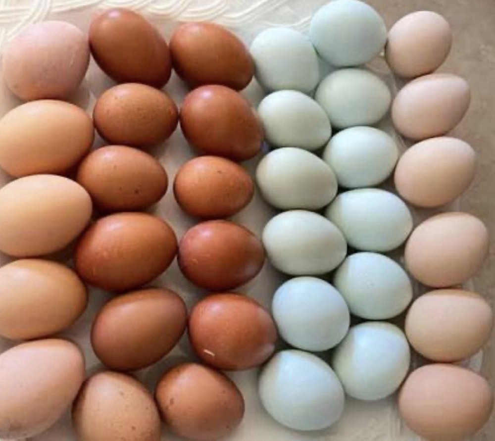 Real Easter Egg Colors!! 12 Eggs **rare Breed**