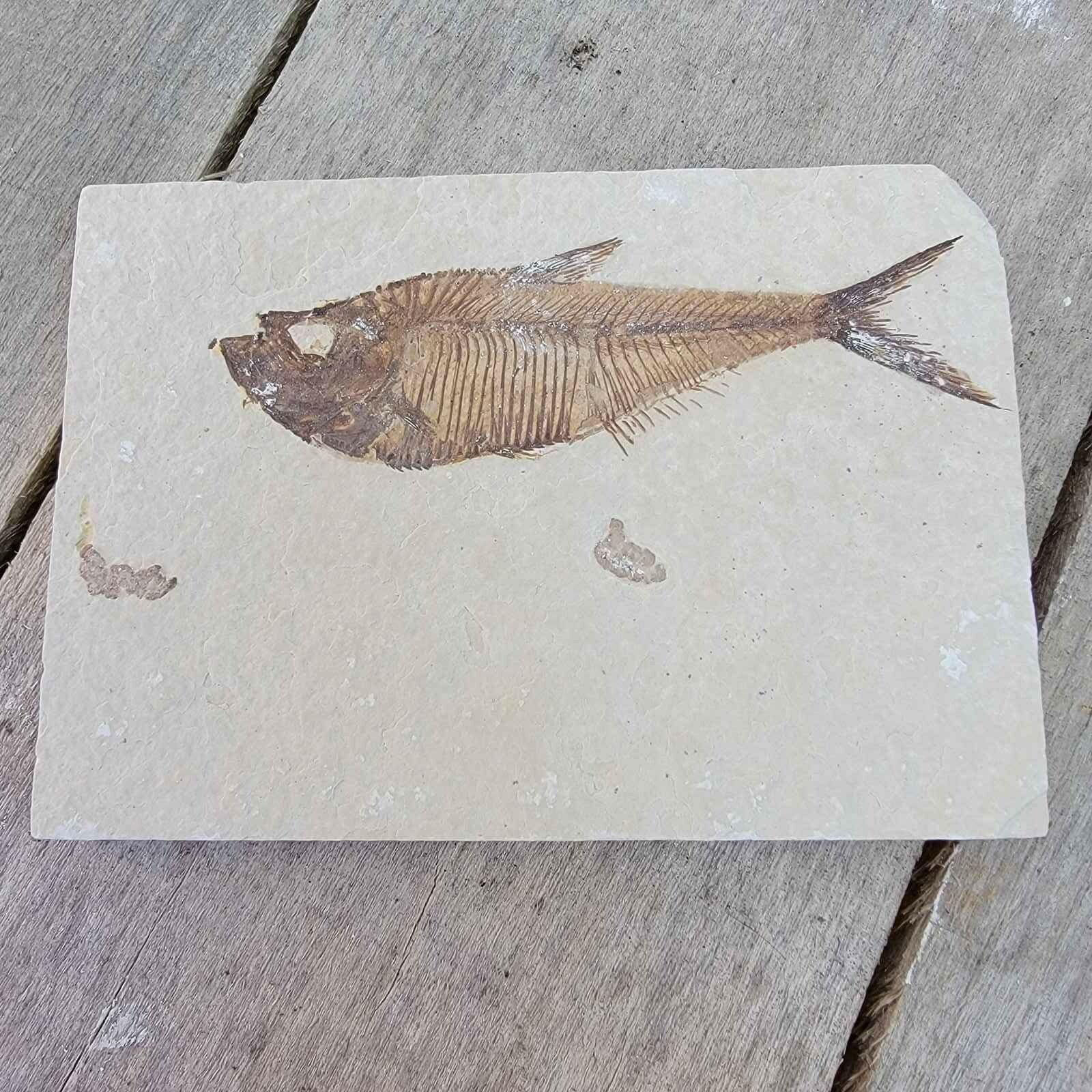 Diplomystus Fossil Fish Plate 100% AUTHENTIC - Free Shipping !!