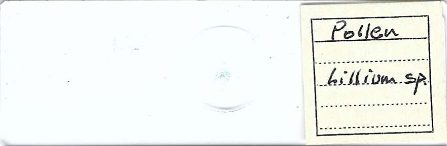 Lillium sp. Pollen Microscope Slide