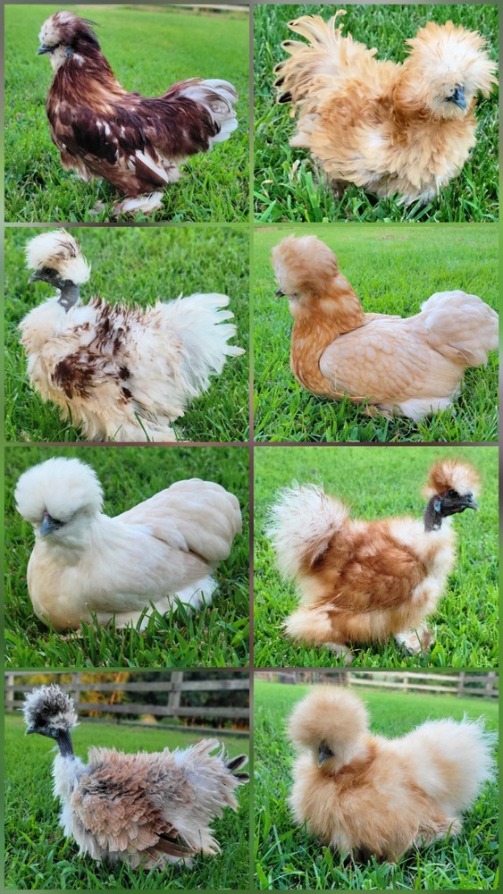6+ Bantam Red Pyle & Buff Laced Project Satin Chicken Hatching Eggs