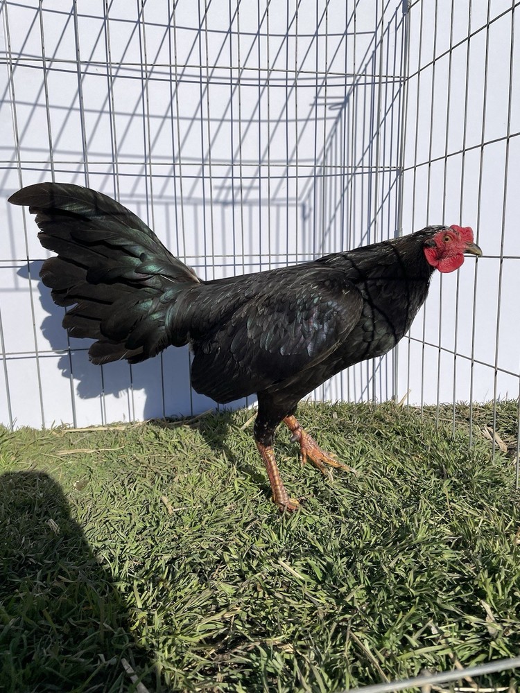 DoubleHFarm|| Fertilized 12 Hatching Eggs