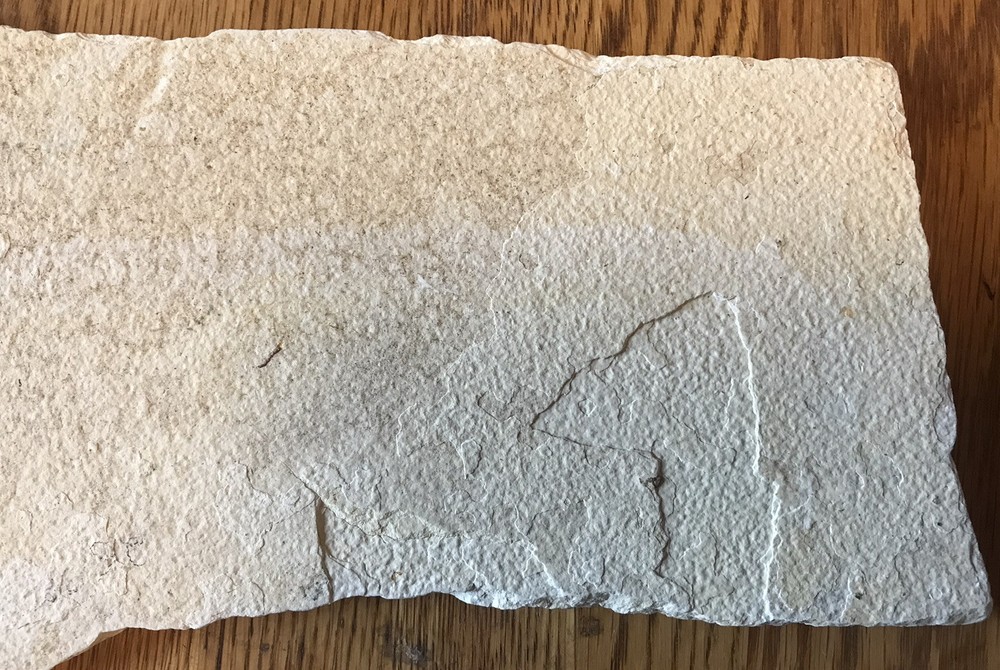 Multiple Fish Fossil Plate