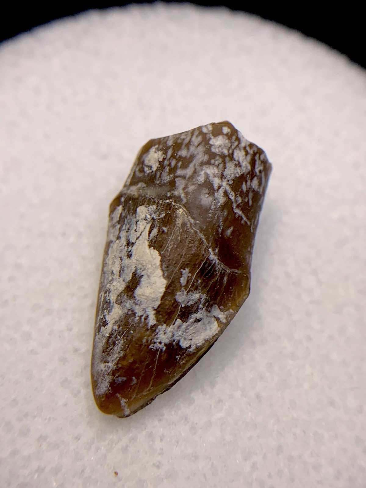 Fossil Oreodont Tooth White River Badlands Fossils Teeth Nebraska Teeth