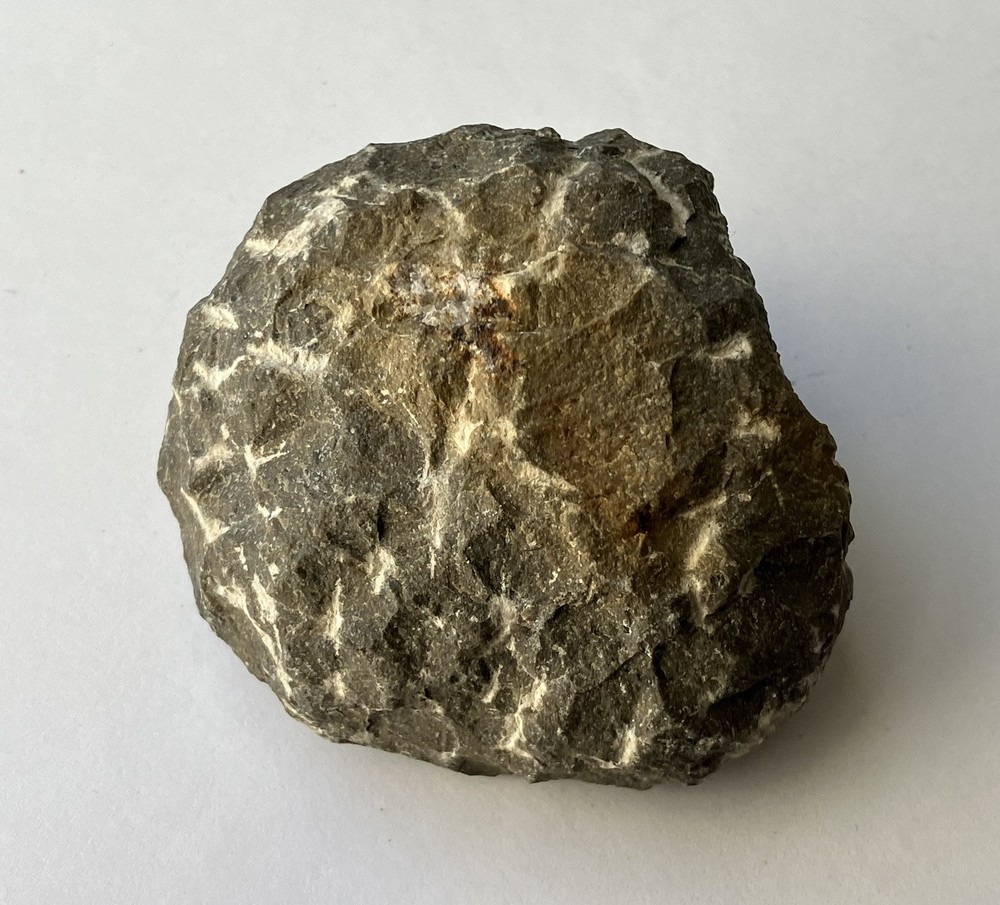 Pre-historic Phacops Trilobite Fossil