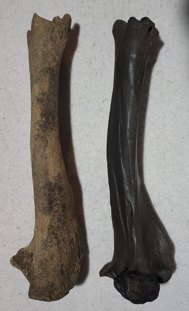 Bison Left & Right Tibia Bone Fossil from Ice Age