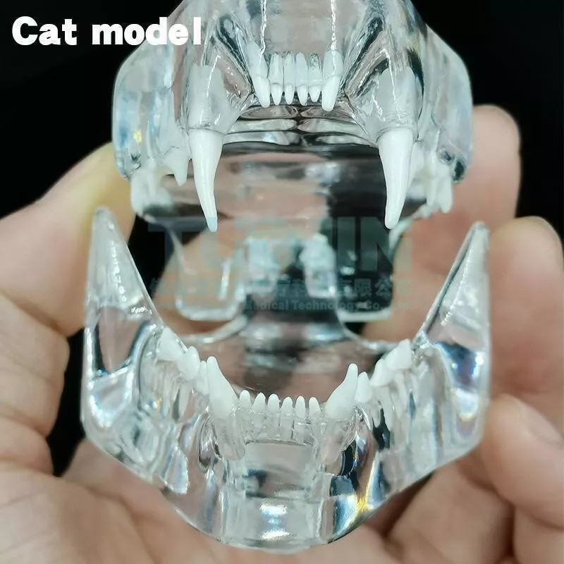 Cat Teeth Model Tooth Transparent Anatomical Veterinary Teaching PVC