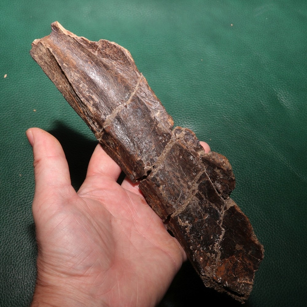 Nice Dinosaur Rib Section - Authentic - from the Hell Creek Formation Specimen