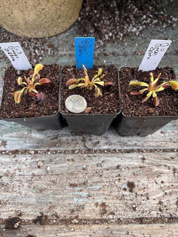 Dionaea Muscipula Venus Flytrap GJ Green Zebra
