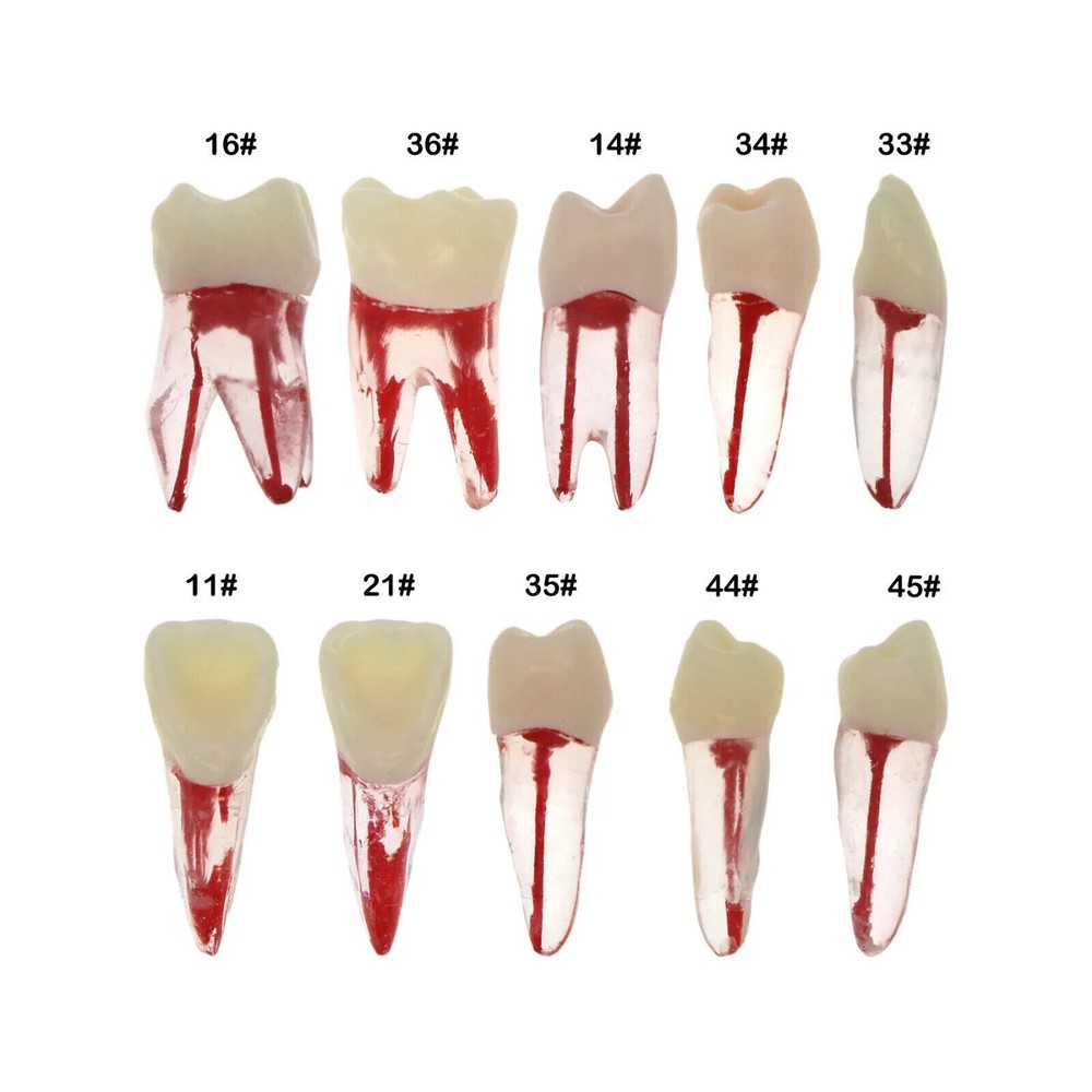 10 Types Endo Dental Root canal Teeth Model RCT Practice Typodont Model #8006