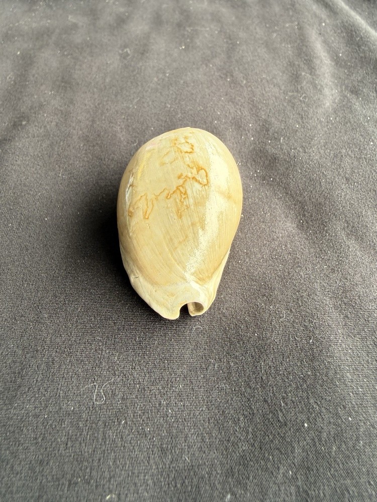EXTINCT fossilized Cowrie shell from central Florida..Pliocene era.
