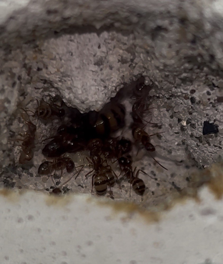 Formicarium