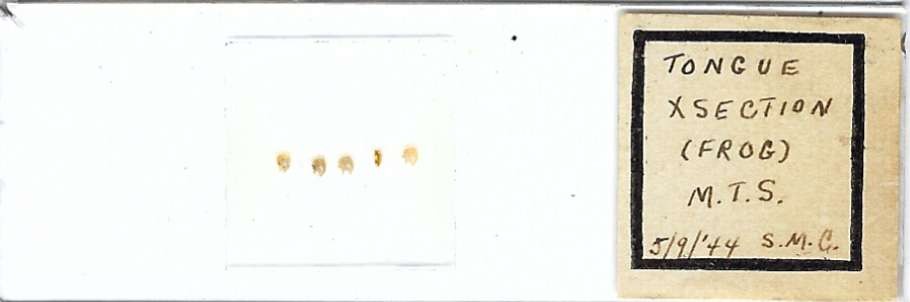 Frog Tongue Microscope Slide