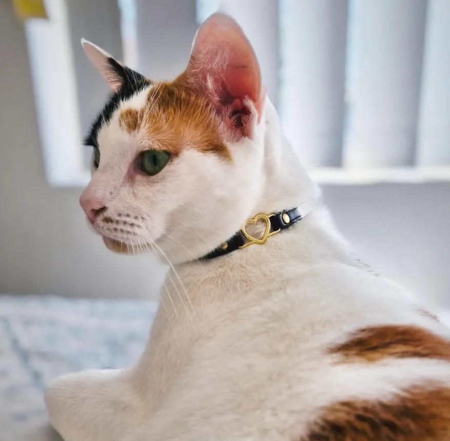 LOVEHOUND CAT COLLAR