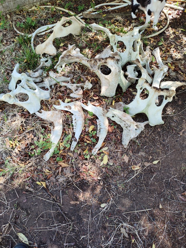 Texas Cattle Bones Lot