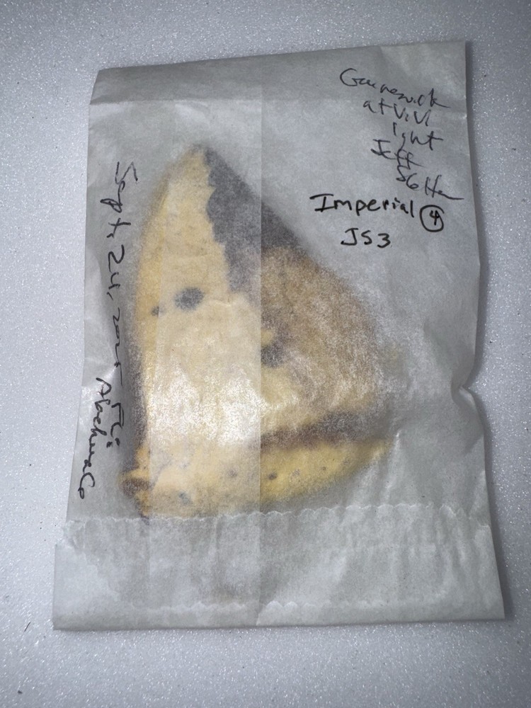 JS3 IMPERIAL MOTH 4 - Eacles Imperialis