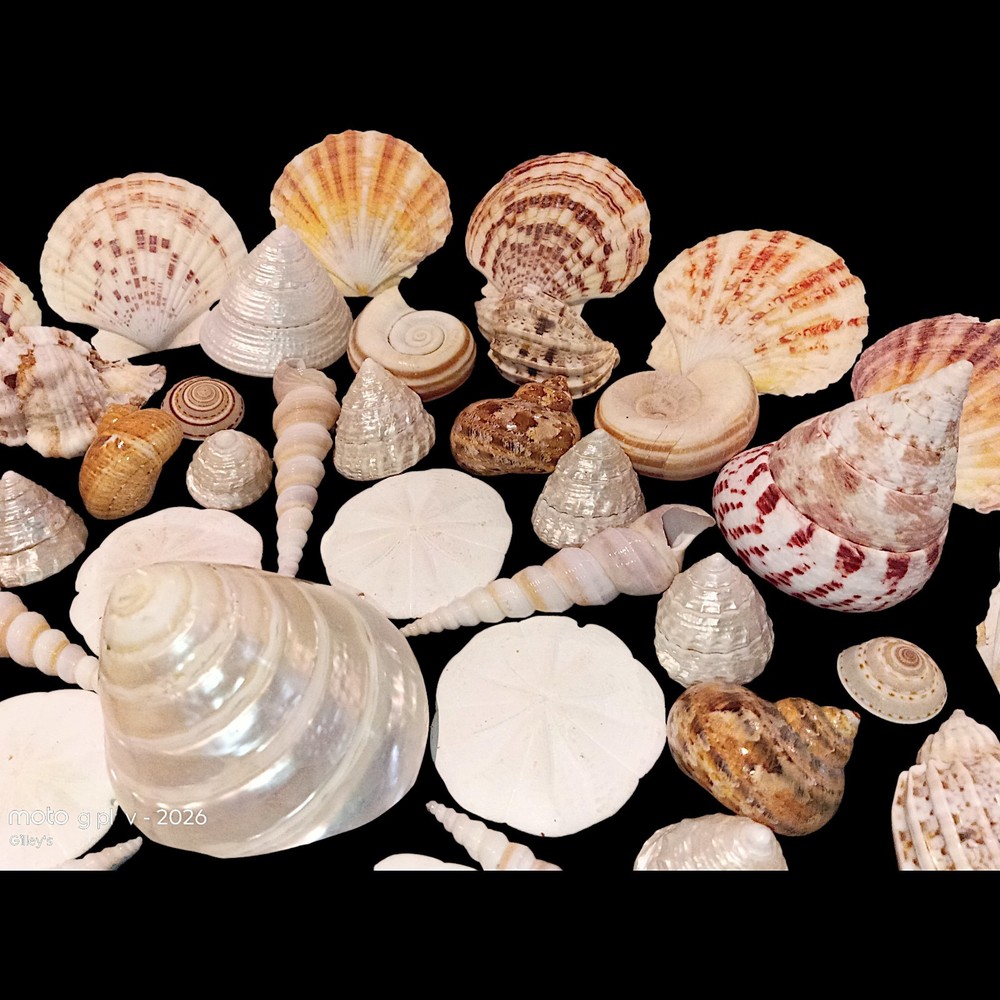 Vintage SeaShells Lot Various Sizes And Shells Beautiful Selection - 67 shells