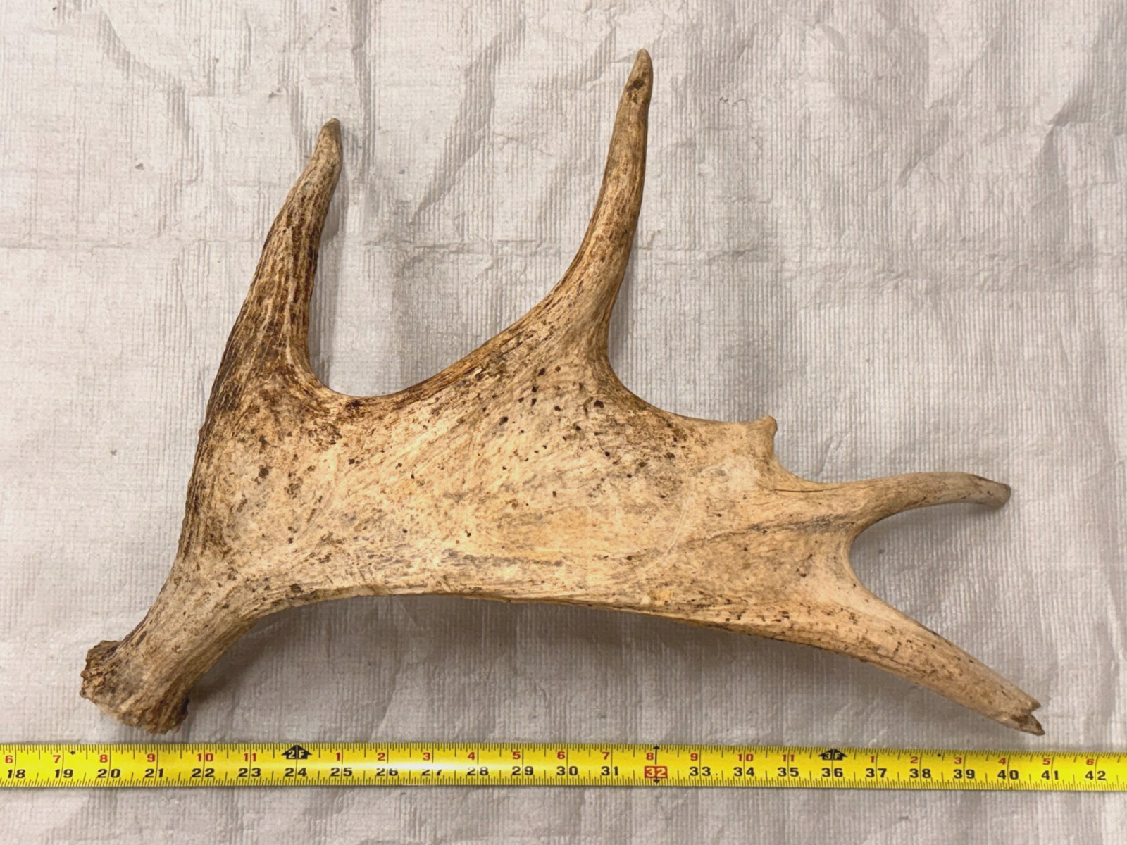 Real moose antler craft natural art antlers decor rustic home cabin gift display