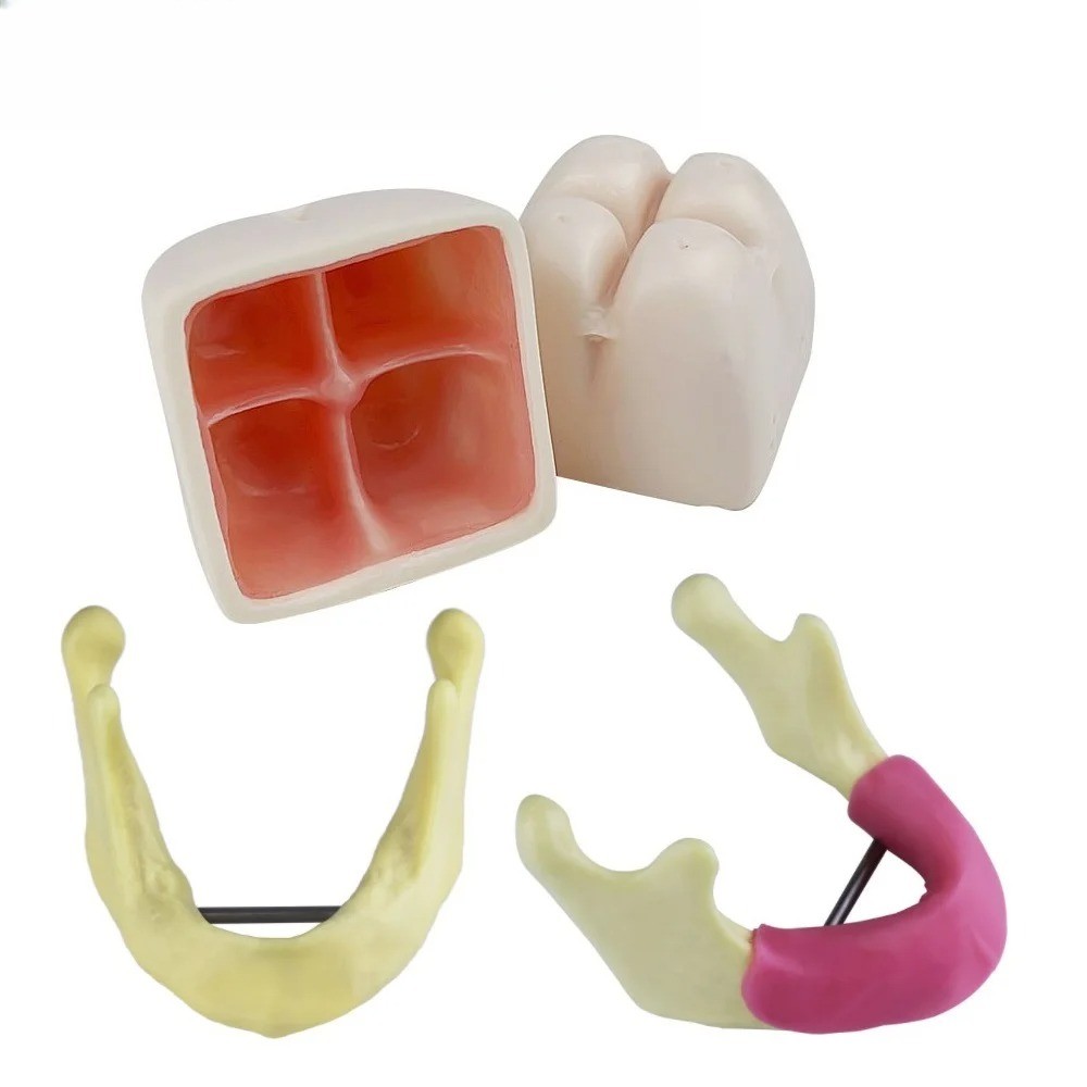 Dental Model Practice Maxillary Sinus/Mandibular Teeth Jaw Teaching Study Model