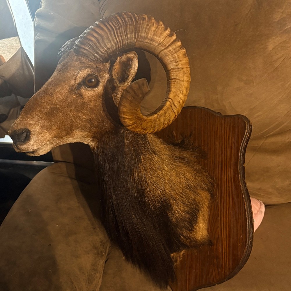 Taxidermy mouflan sheep head
