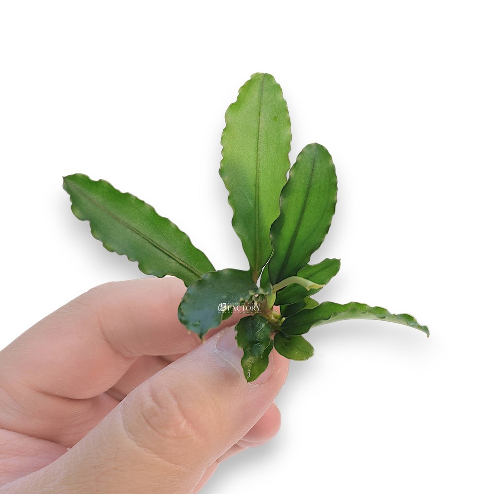 Bucephalandra Maestro Blue