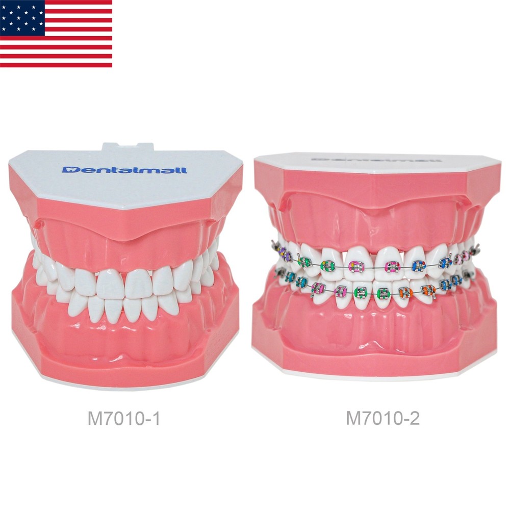 US Dental Teach Typodont Demonstration Teeth Model For Patient Study Brushing